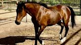 Kentucky Derby Runner Suddenbreakingnews Living The Pensioner's Life In West Texas