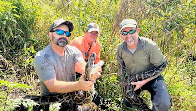 My python hunting experience: How we found a needle in a haystack and pounced on snake