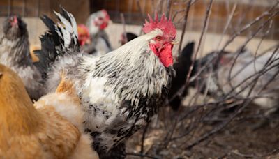 Polis declares disaster emergency after bird flu outbreak at Weld County commercial egg facility