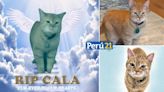 Adiós Cala: falleció la gatita que se viralizó en redes con su tema ‘I go meow’ [VIDEO]