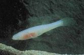 Ozark cavefish