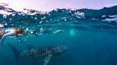 Cuánto cuesta nadar con tiburones ballena en Quintana Roo