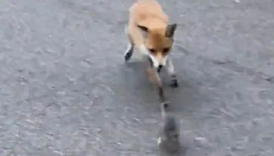 Bizarre moment sees a fox battle a rat in London