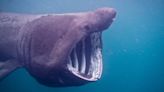 Beach-goers horrified as giant shark washes up at popular Scots beauty spot