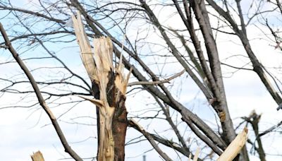 In the Garden: Get some advice before chopping down damaged trees after Omaha tornadoes