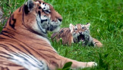 Pair of rare Amur tiger cubs debuting at Minnesota Zoo are raising hopes for the endangered species