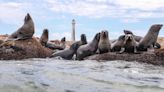 Uruguay cuenta con áreas marinas "extraordinariamente valiosas", según NatGeo