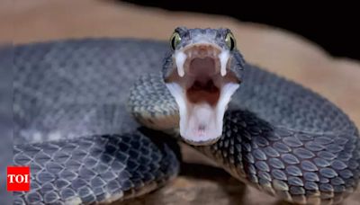 Breakthrough: Common blood thinner can be affordable antidote for cobra venom - Times of India