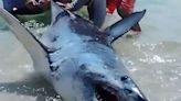 Brave Good Samaritans Save Large Shark Stranded on Florida Beach in Dramatic Rescue —Watch!