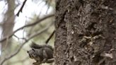 Mount Graham red squirrel numbers grow after agencies develop more accurate counts