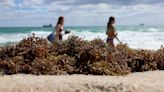 How an algae bloom could put Florida’s spring break at risk