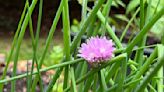 Luckily for cooks and gardeners, some herbs come back year after year