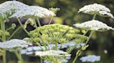 Ces plantes deviennent toxiques une fois exposées au soleil (ne les touchez surtout pas)