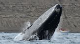 Península Valdés: cuánto cuesta avistar ballenas y por qué hay expectativas de otra temporada récord