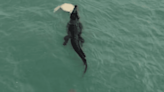 Shark Prowls as Crocodile Attacks Sea Turtle Near Surf Influencer Camp (Video)