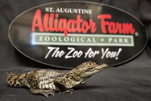 St. Augustine Alligator Farm celebrates 131st anniversary