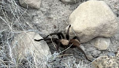 In This US Town, Spider Lovers Gather To See Male Tarantulas Searching For Mates - News18