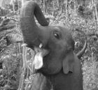 Tai (elephant)