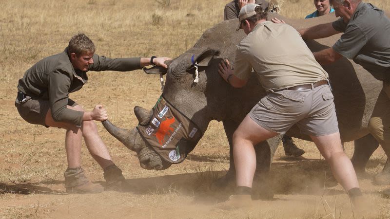 Scientists inject rhinos with radioactive material in attempt to curb poaching | CNN