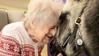 El milagro de los ponis y cómo transforman la vida de ancianos en Inglaterra