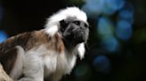 Two monkeys ‘taken’ from Dallas Zoo in fourth suspicious case this year