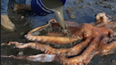 100lbs giant octopus saved by quick-thinking 10-year-old girl