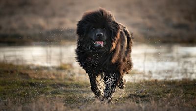 32 things to know about Newfoundland dogs