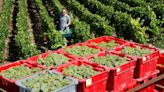 Champagne makers call for reduced grape harvest after 15% drop in sales