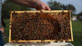 Texas Republican swarmed by bees, blames opponent's allies