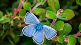 Where the Xerces Blue Butterfly Was Lost, Its Closest Relative Is Now Filling In