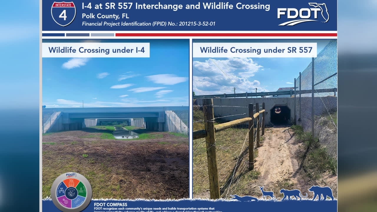 New wildlife crossing in Polk County allowing animals to pass under I-4