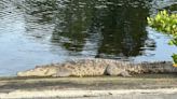 A rare reptile attack in Everglades National Park. Crocodile injures man