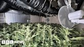 Middlesbrough cannabis farm with 400 plants raided