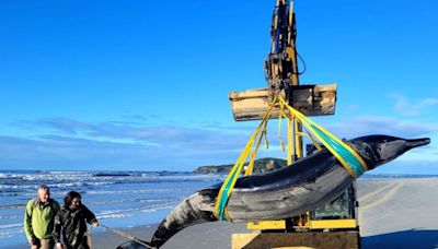 Une baleine incroyablement rare s'échoue sur une plage de Nouvelle-Zélande