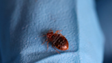 Bedbugs spread to hotels and hostels in Europe after Paris outbreak