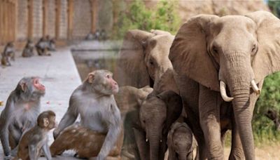 Animals as saviours: Delhi monkeys 'chase' rapist, Wayanad elephants 'guard' women and other tales