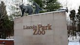 Penguin encounters return at Lincoln Park Zoo