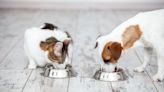 Wash your pet's food and water bowls to prevent salmonella