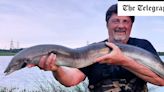 Angler breaks ‘unbeatable’ 46-year record with Britain’s biggest freshwater eel