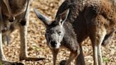 Denver Zoo transports people Down Under in new habitat