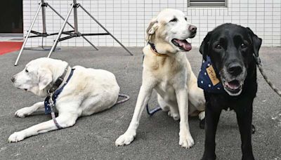北市餐廳爆拒絕導盲犬進入 社會局：已觸法最高可罰5萬元