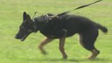 Albertville Police adds fourth dog to K9 unit