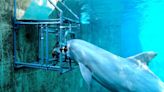 Bottlenose Dolphins Somehow Even Cooler Than We Knew, Can Sense Electricity