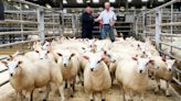 Improved three-figure selling average at CCM Skipton store lamb opener