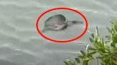 What The Heck Is THAT?!? Wildlife Officials Stumped By Mystery Sea Creature.