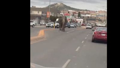 VIDEO: ¿Jumanji? Elefante se escapa de circo en Montana y pasea por las calles | El Universal