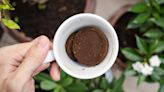 Do coffee grounds keep bugs away?