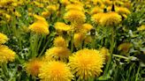 Roark: Dandelion, a yard wildflower - The Advocate-Messenger