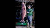 Man breaks state and world records by catching 97-pound carp in Mississippi River