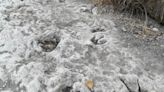 Dinosaur tracks revealed as river dries up at drought-stricken Texas park